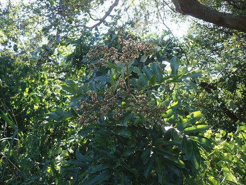 Image of Deinbollia oblongifolia by (c) Mahomed Desai, some rights reserved (CC BY)