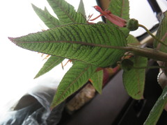 Siphocampylus tupaeformis