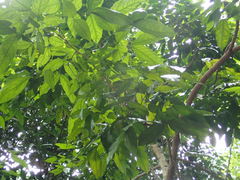 Archidendron jiringa