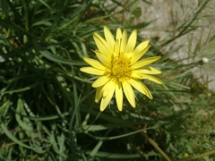 Tragopogon