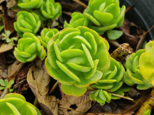 Foto de Orostachys malacophylla