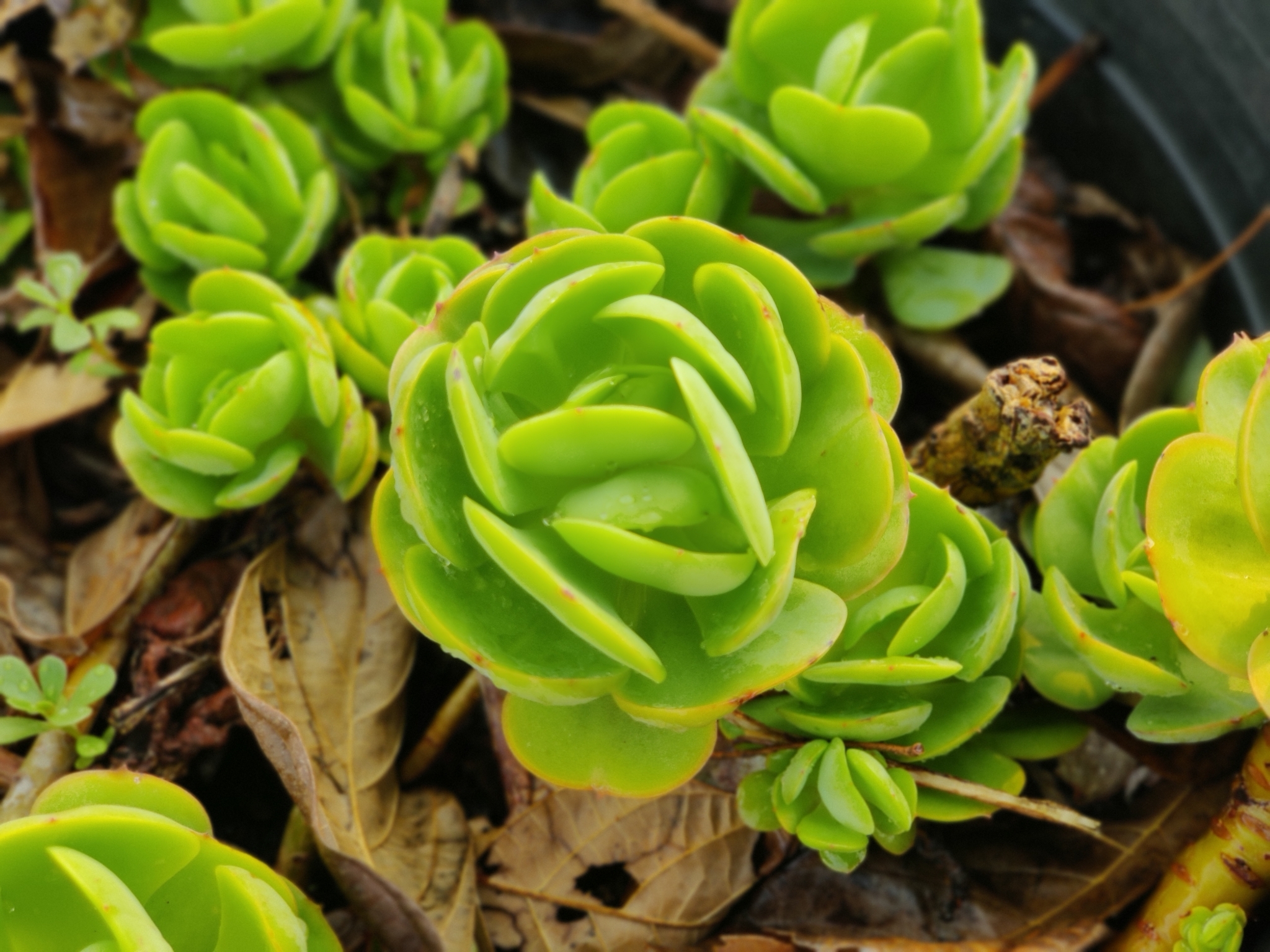 Imagem de Orostachys malacophylla não possui um nome popular amplamente reconhecido no Brasil