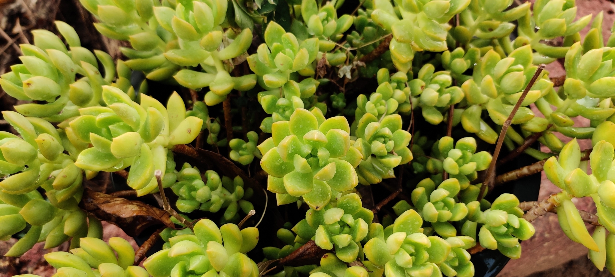 Imagem de Orostachys malacophylla não possui um nome popular amplamente reconhecido no Brasil