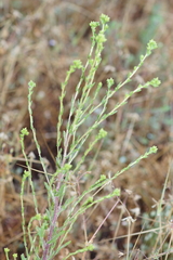 Deinandra