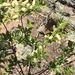 Prunus virginiana melanocarpa - Photo (c) Leslie Richardson, algunos derechos reservados (CC BY-NC), subido por Leslie Richardson