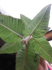 Siphocampylus tupaeformis