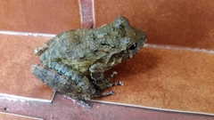 Craugastor aurilegulus