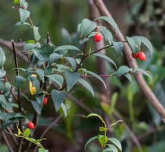 Wikstroemia nutans