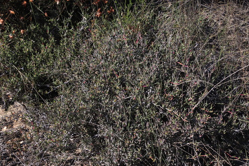 Image of Ruschia geminiflora by (c) Tony Rebelo, some rights reserved (CC BY-SA)