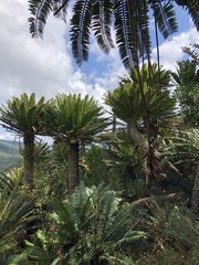 Encephalartos transvenosus