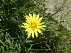 Tragopogon