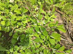 Antennaria plantaginifolia