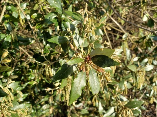 iNaturalist observation photo of Holm oak
