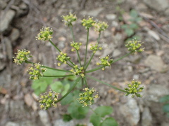 Tauschia arguta