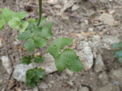 Tauschia arguta