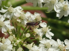 Dilophus strigilatus