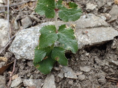Tauschia arguta