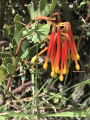 Tristerix penduliflorus