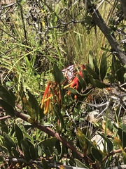 Tristerix penduliflorus