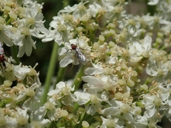Dilophus strigilatus