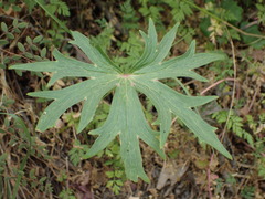 Delphinium cardinale