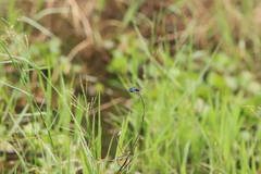 Rhyothemis triangularis