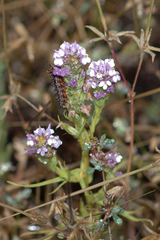 Castilleja densiflora gracilis