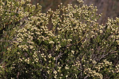 Phylica cephalantha