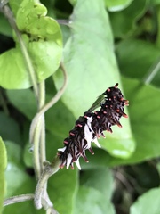 Byasa