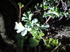 Pelargonium gibbosum