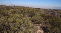 Thamnochortus bachmannii