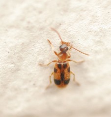 Notoxus monoceros
