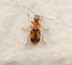 Notoxus monoceros