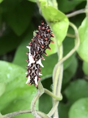 Byasa