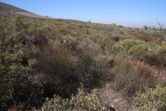 Thamnochortus bachmannii