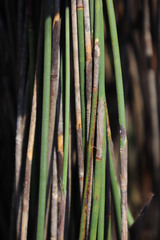 Thamnochortus bachmannii