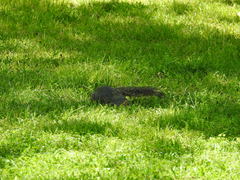 Sciurus niger