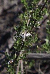 Solanum guineense