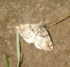 Enchoria lacteata