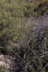 Solanum guineense
