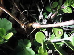 Pelargonium gibbosum