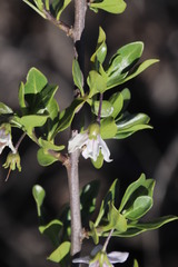 Solanum guineense