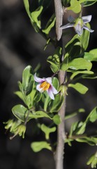 Solanum guineense