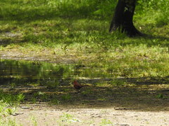 Cardinalis cardinalis