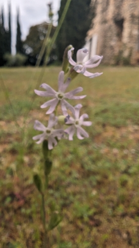 Image of Night-Flowering Catchfly (Silene nocturna) by (c) Christoph Kramer, some rights reserved (CC BY)