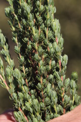 Cliffortia polygonifolia polygonifolia