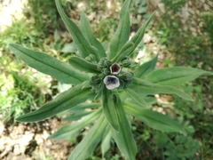 Cynoglossum creticum