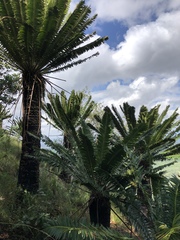 Encephalartos transvenosus