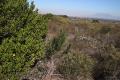 Cliffortia polygonifolia polygonifolia