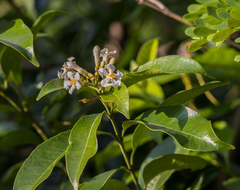 Melodinus suaveolens